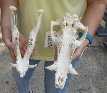 12" Wild Boar Skull