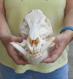13" Wild Boar ...