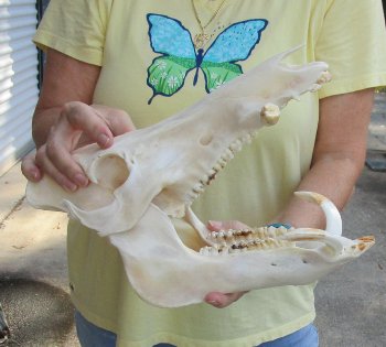 13" Wild Boar Skull