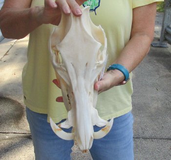 13" Wild Boar Skull