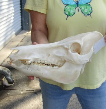 13" Wild Boar Skull