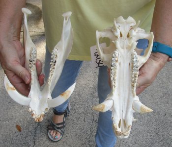13" Wild Boar Skull