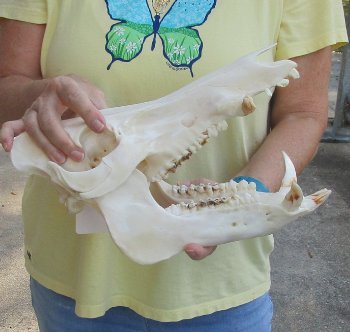 12-1/2" Wild Boar Skull