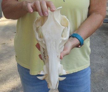 12-1/2" Wild Boar Skull
