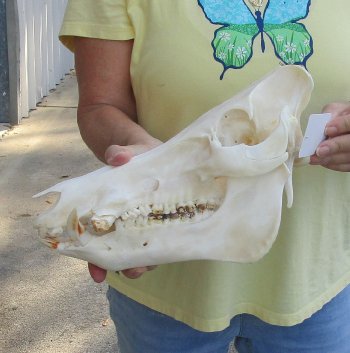 12-1/2" Wild Boar Skull