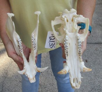 12-1/2" Wild Boar Skull