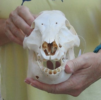 B-Grade 10" Wild Boar Skull