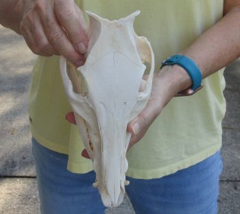 B-Grade 10" Wild Boar Skull