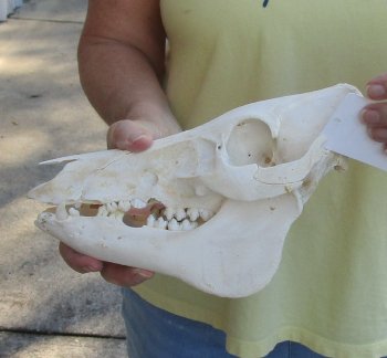 B-Grade 10" Wild Boar Skull