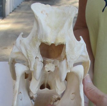 B-Grade 10" Wild Boar Skull