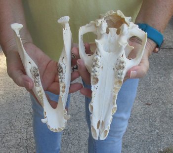 B-Grade 10" Wild Boar Skull