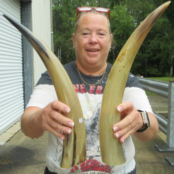 Two piece Tan Polished 17 & 18 inch Cattle/Cow Horns 