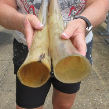 Two piece Tan Polished 17 & 18 inch Cattle/Cow Horns 