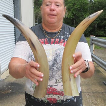 Two piece Tan Polished 18 inch Cattle/Cow Horns 