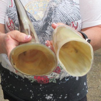 Two piece Tan Polished 18 inch Cattle/Cow Horns 