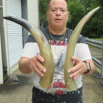 Two piece Tan Polished 17 & 19 inch Cattle/Cow Horns 