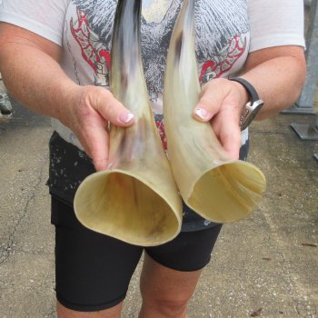 Two piece Tan Polished 17 & 19 inch Cattle/Cow Horns 
