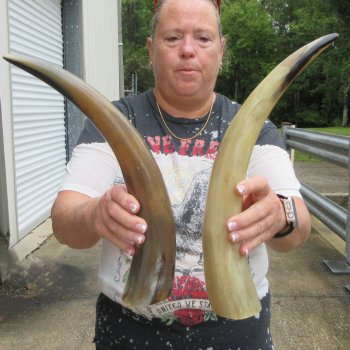 Two piece Tan Polished 17 inch Cattle/Cow Horns 