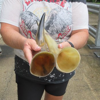 Two piece Tan Polished 17 inch Cattle/Cow Horns 