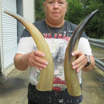 Two piece Tan Polished 18 inch Cattle/Cow Horns 