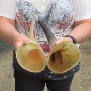 Two piece Tan Polished 18 inch Cattle/Cow Horns 