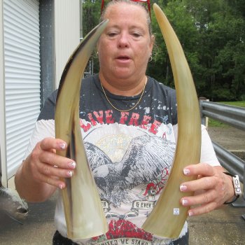 Two piece Tan Polished 17 & 18 inch Cattle/Cow Horns 