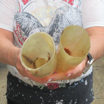Two piece Tan Polished 17 & 18 inch Cattle/Cow Horns 