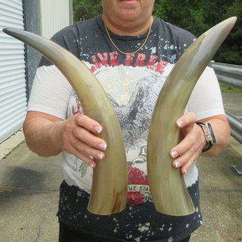 Two piece Tan Polished 18 inch Cattle/Cow Horns 
