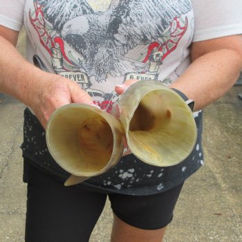 Two piece Tan Polished 18 inch Cattle/Cow Horns 