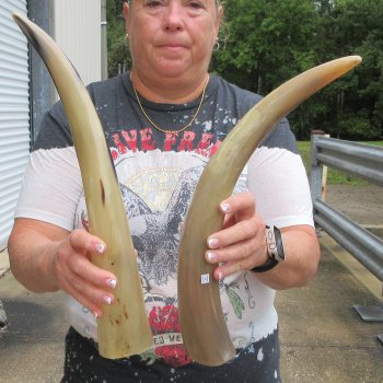 Two piece Tan Polished 18 & 19 inch Cattle/Cow Horns 