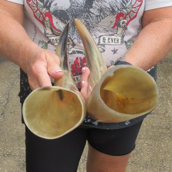 Two piece Tan Polished 18 & 19 inch Cattle/Cow Horns 