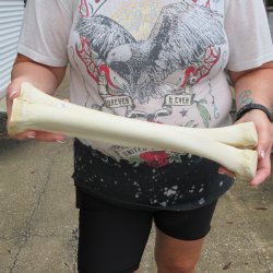 Camel leg bone (15&...