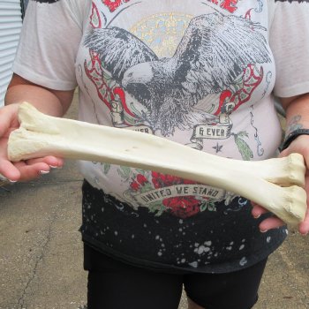 Camel leg bone (15") - $20