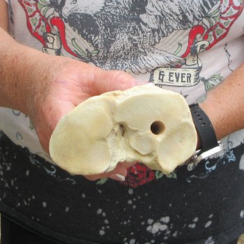 Camel leg bone (15") - $20