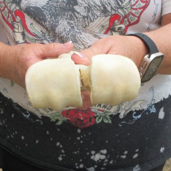 Camel leg bone (15") - $20