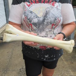 Camel leg bone (16&...