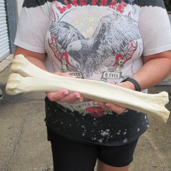 Camel leg bone (16") - $20