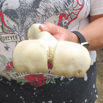 Camel leg bone (16") - $20