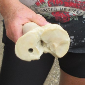 Camel leg bone (16") - $20