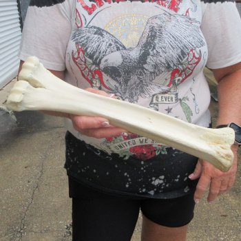 Camel leg bone (15") - $20