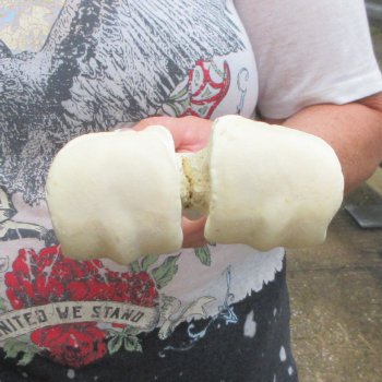 Camel leg bone (15") - $20