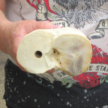 Camel leg bone (15") - $20