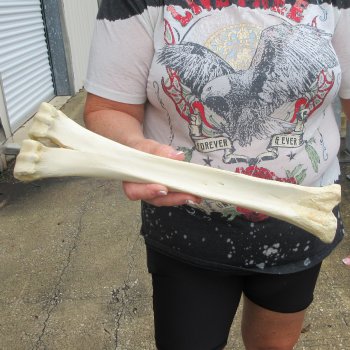 Camel leg bone (16") - $20