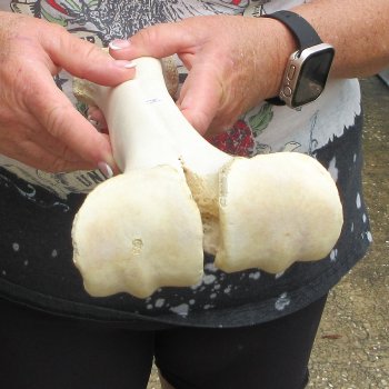 Camel leg bone (16") - $20