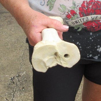 Camel leg bone (16") - $20