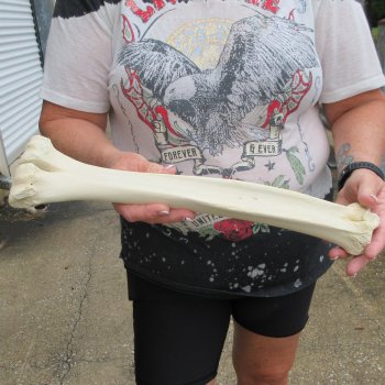 Camel leg bone (16") - $20