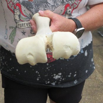Camel leg bone (16") - $20