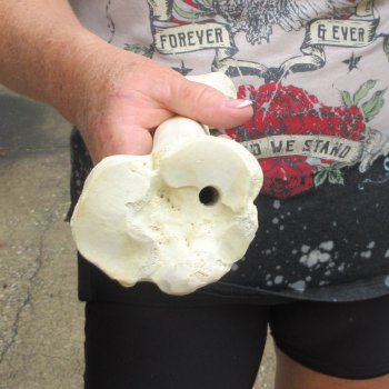 Camel leg bone (16") - $20
