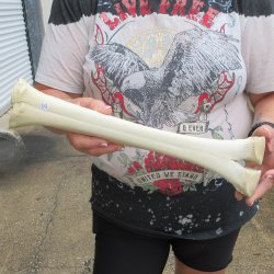 Camel leg bone (15&...