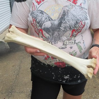 Camel leg bone (15") - $20